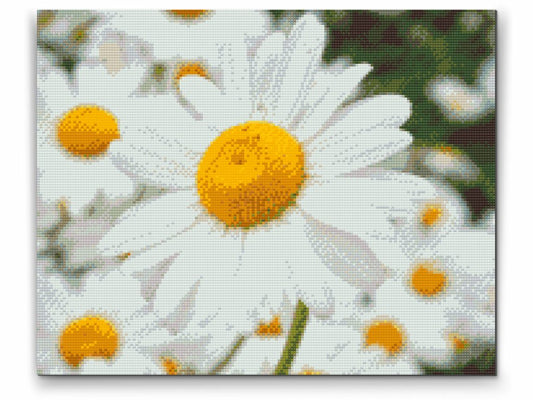 Diamond Painting av prästkrage – enkelt och vackert blommotiv